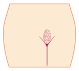 ブラジリアンワックスデザイン:楕円(シンプル)