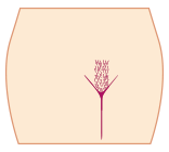 ブラジリアンワックスデザイン:長方形(シンプル)